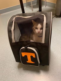 Tennessee Cat